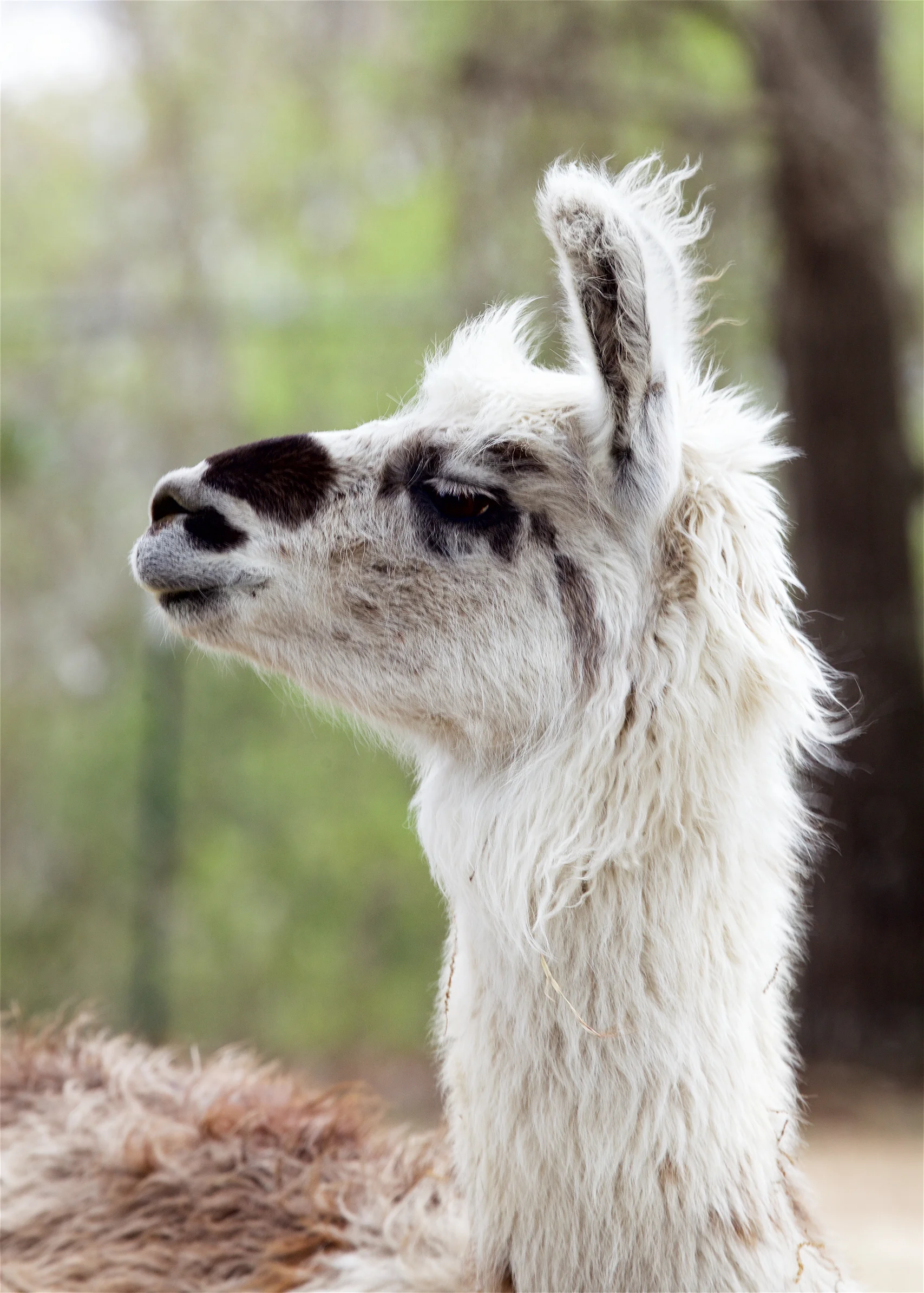 Llama18.jpg