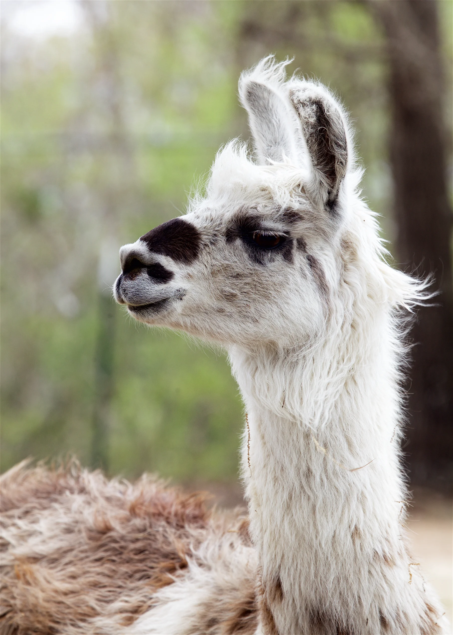 Llama19.jpg