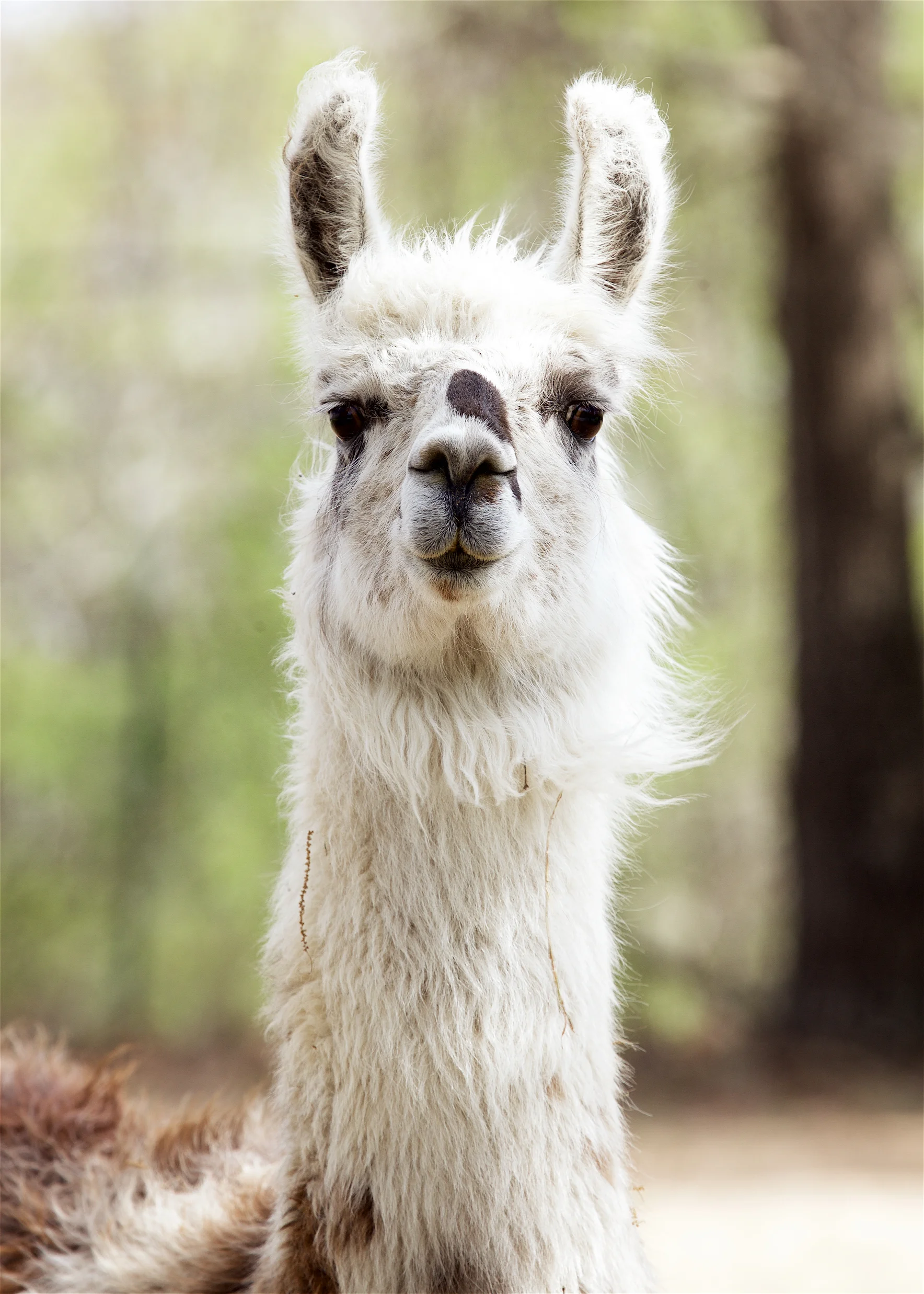 Llama20.jpg