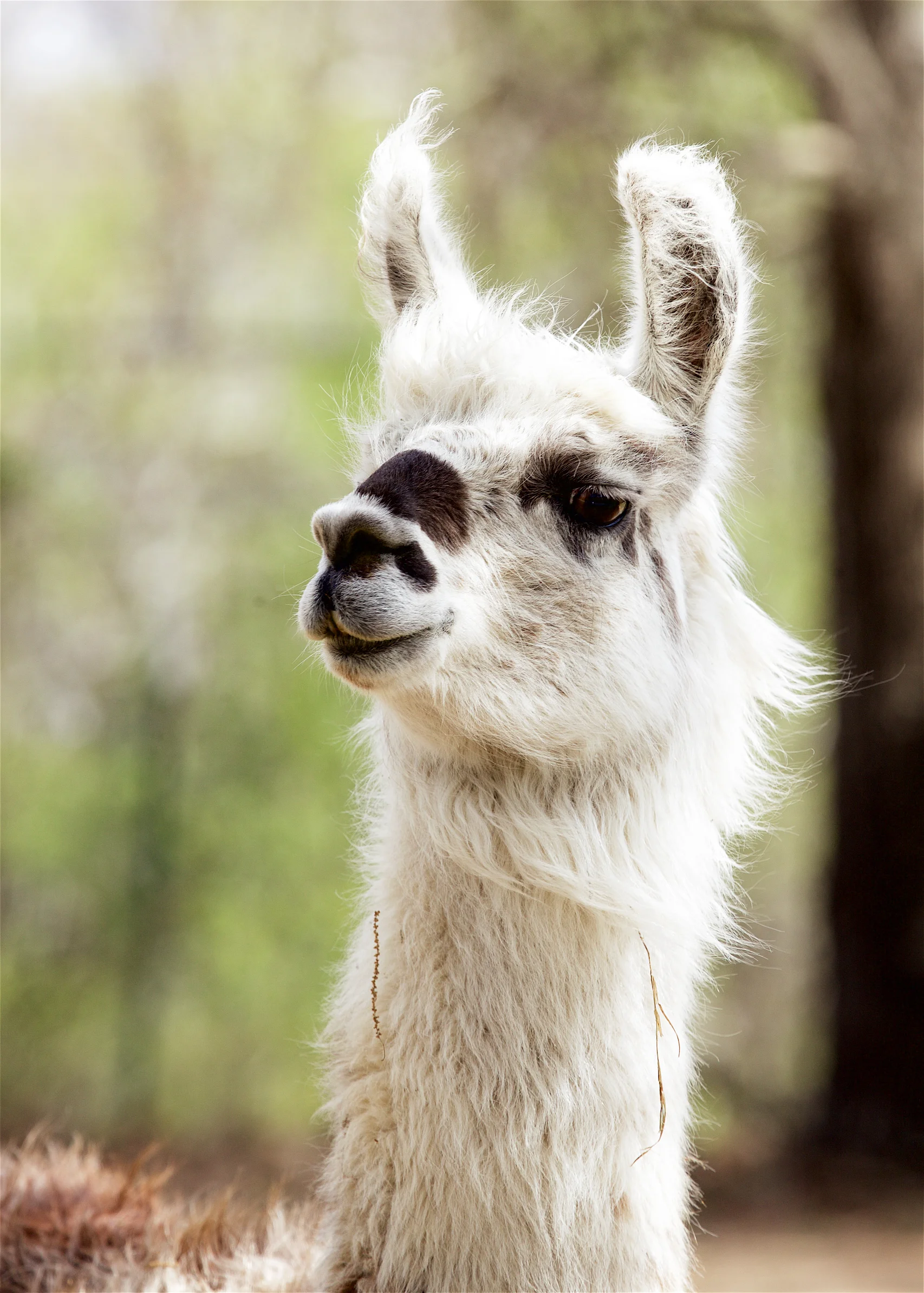 Llama21.jpg