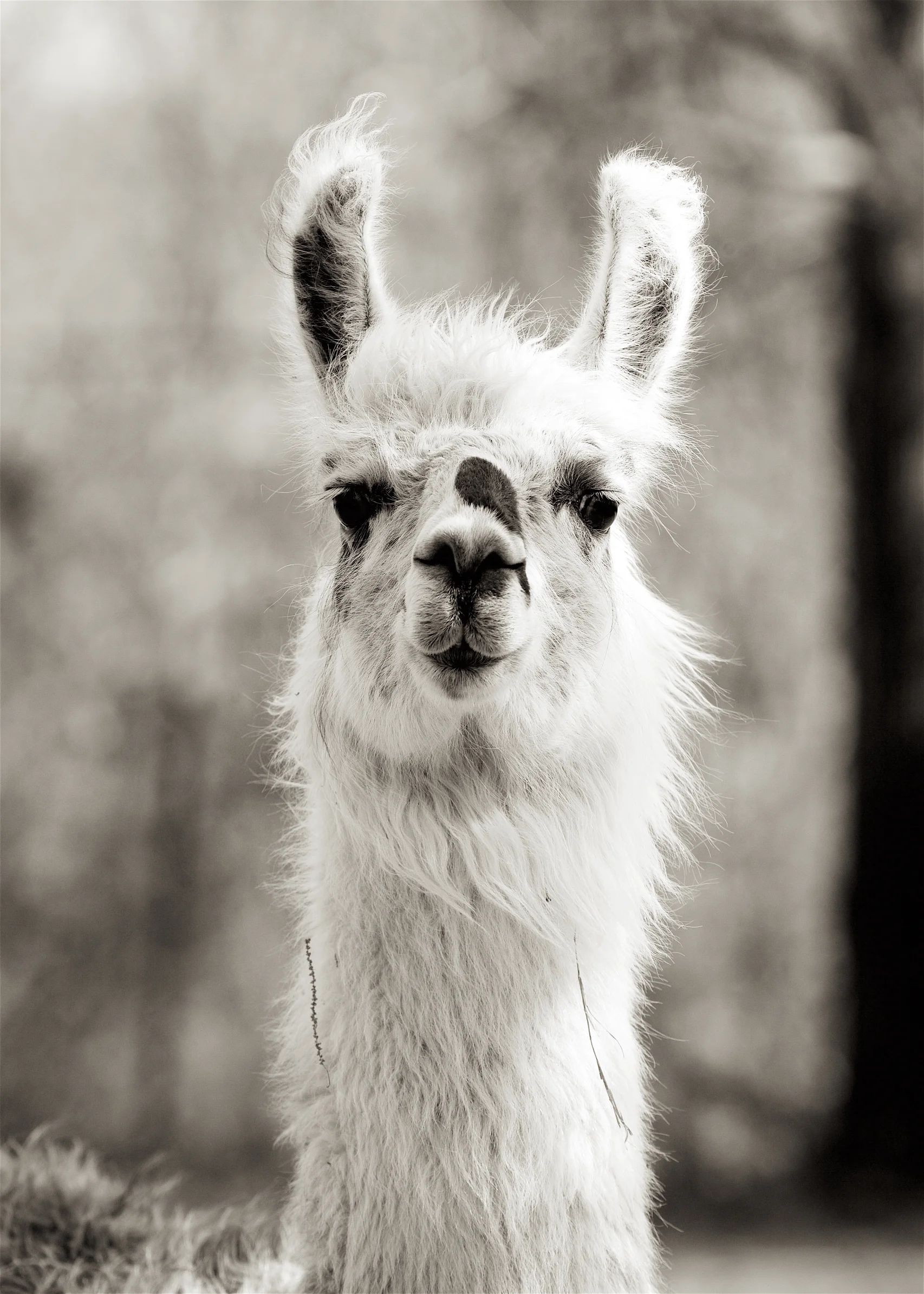 Llama22.jpg