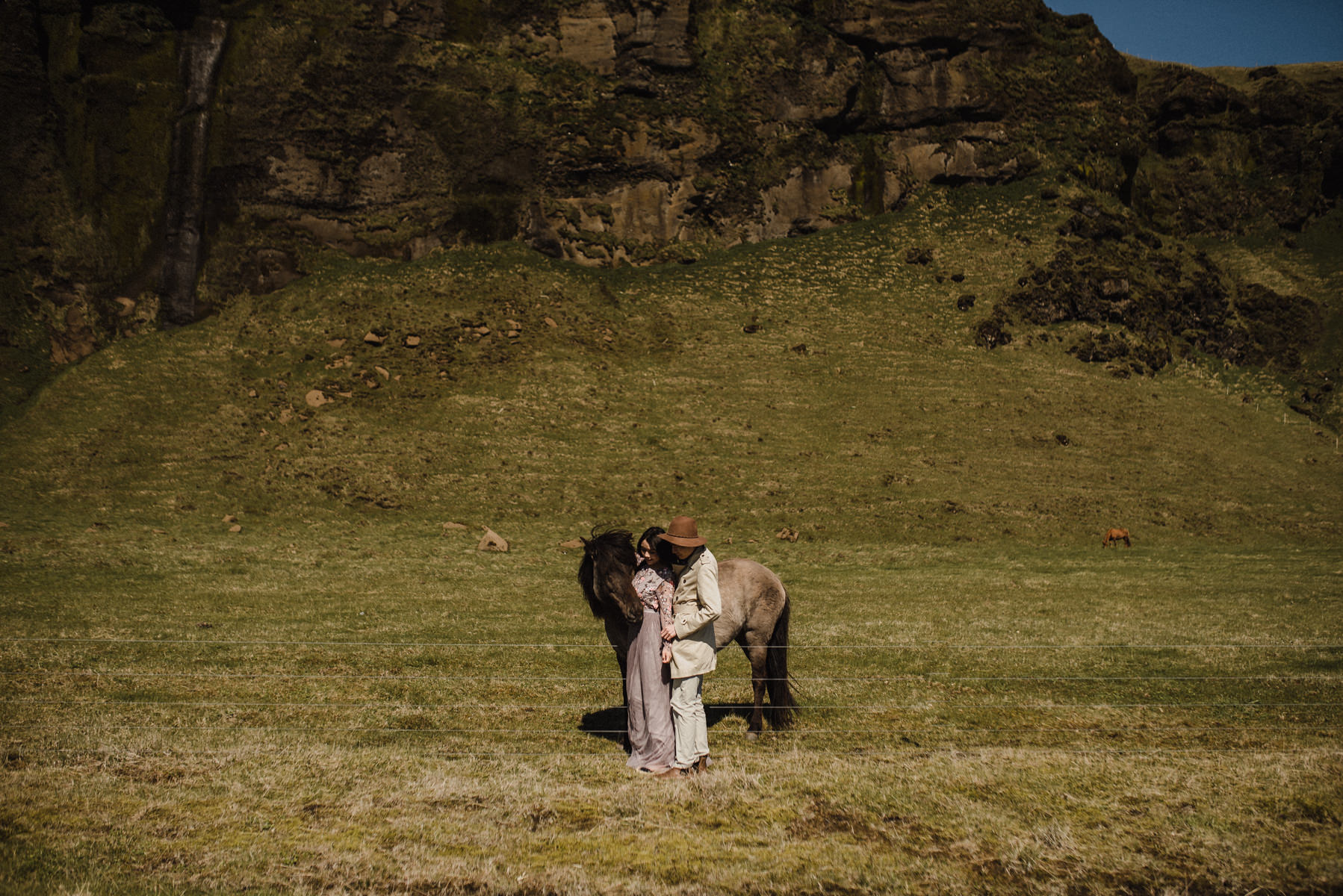 Icelandic horses