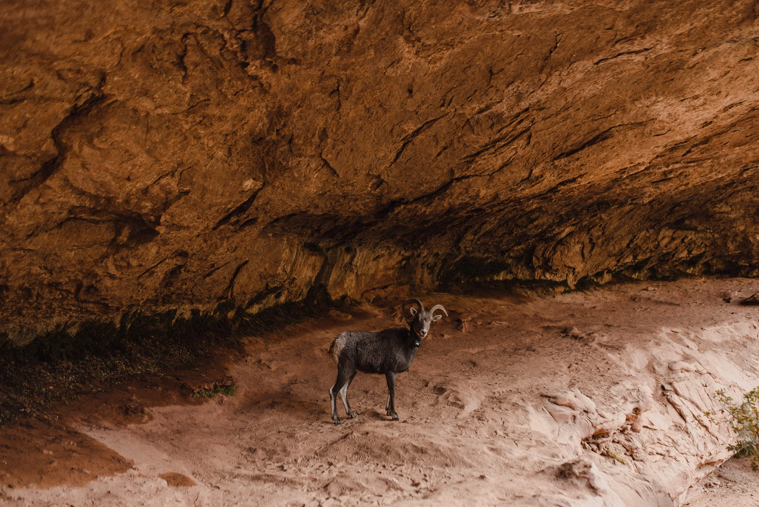 zion mountain goats