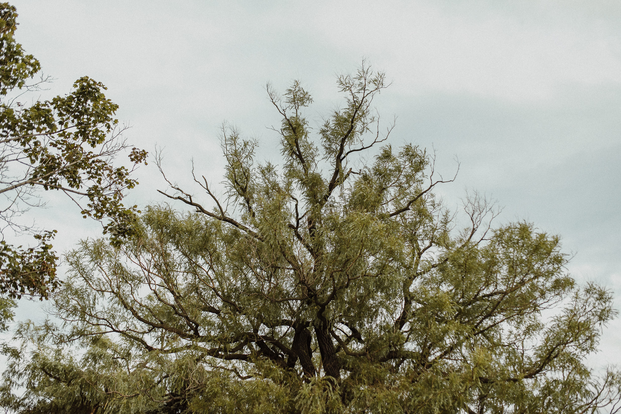 creative high park wedding photos