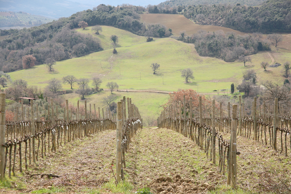 Gianni Brunelli, Montalcino