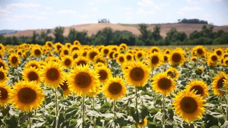 Sunflowers Tuscany