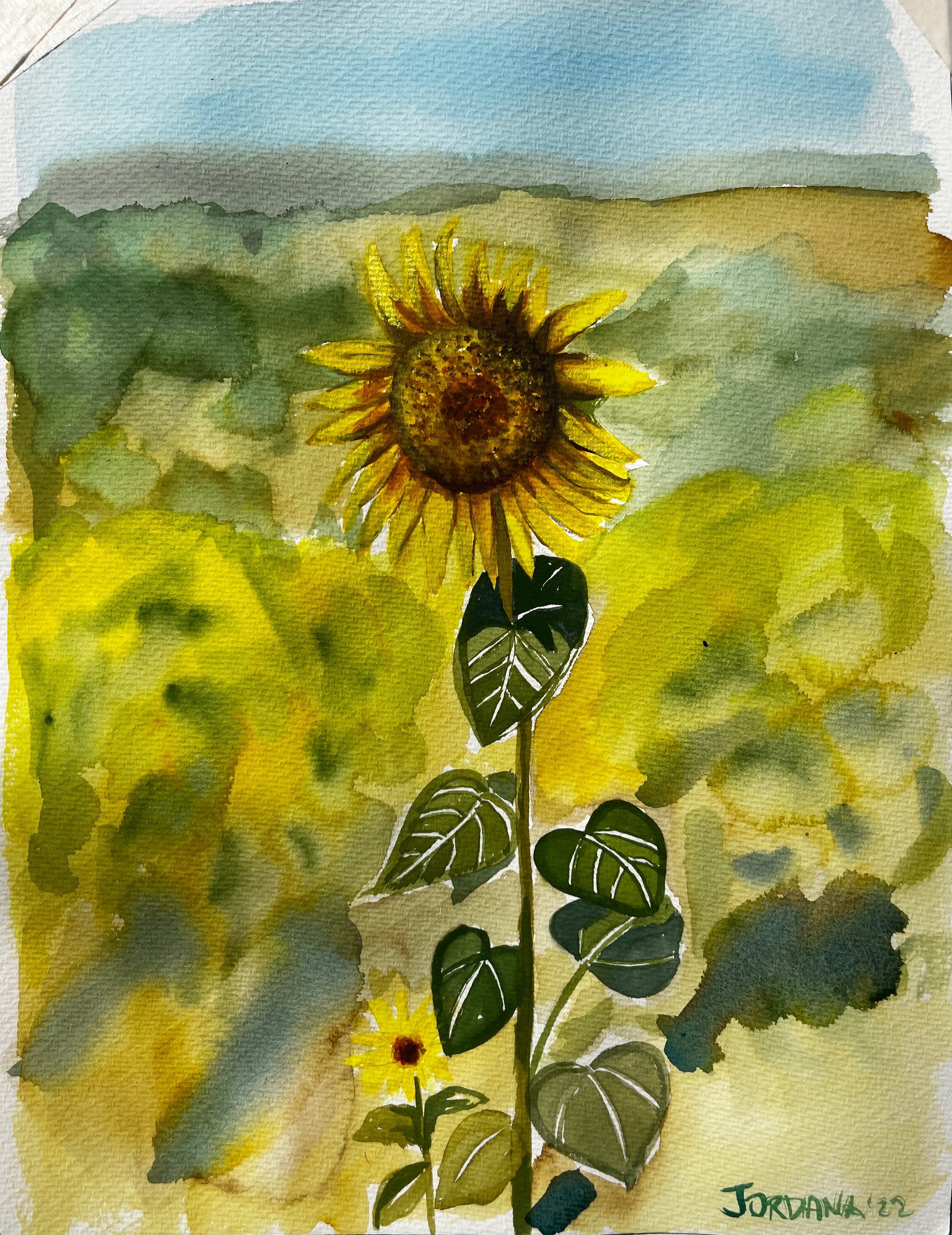 Sunflower Asking to Be Heard. The Summer is Too Hot.