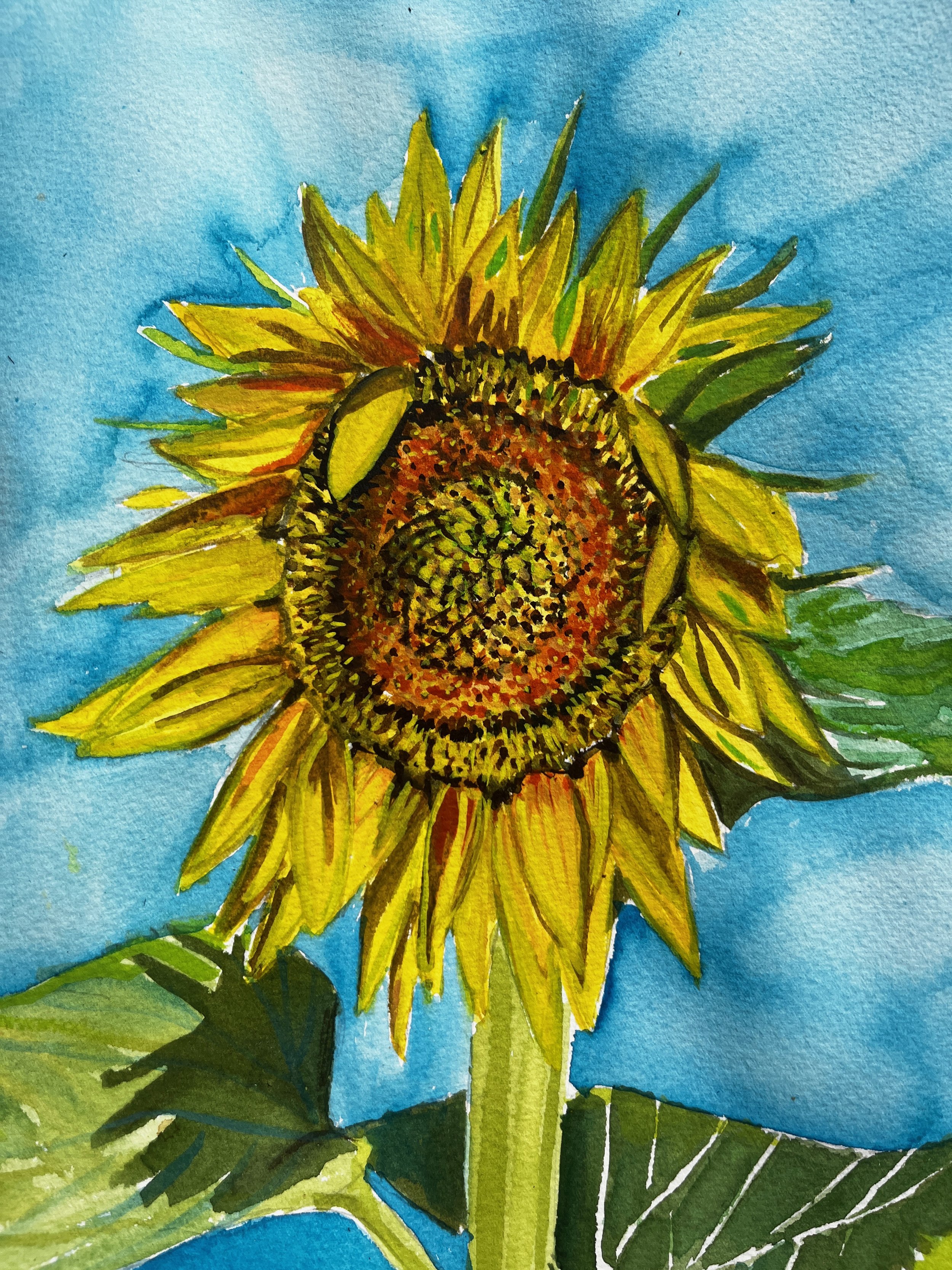Sunflower in August