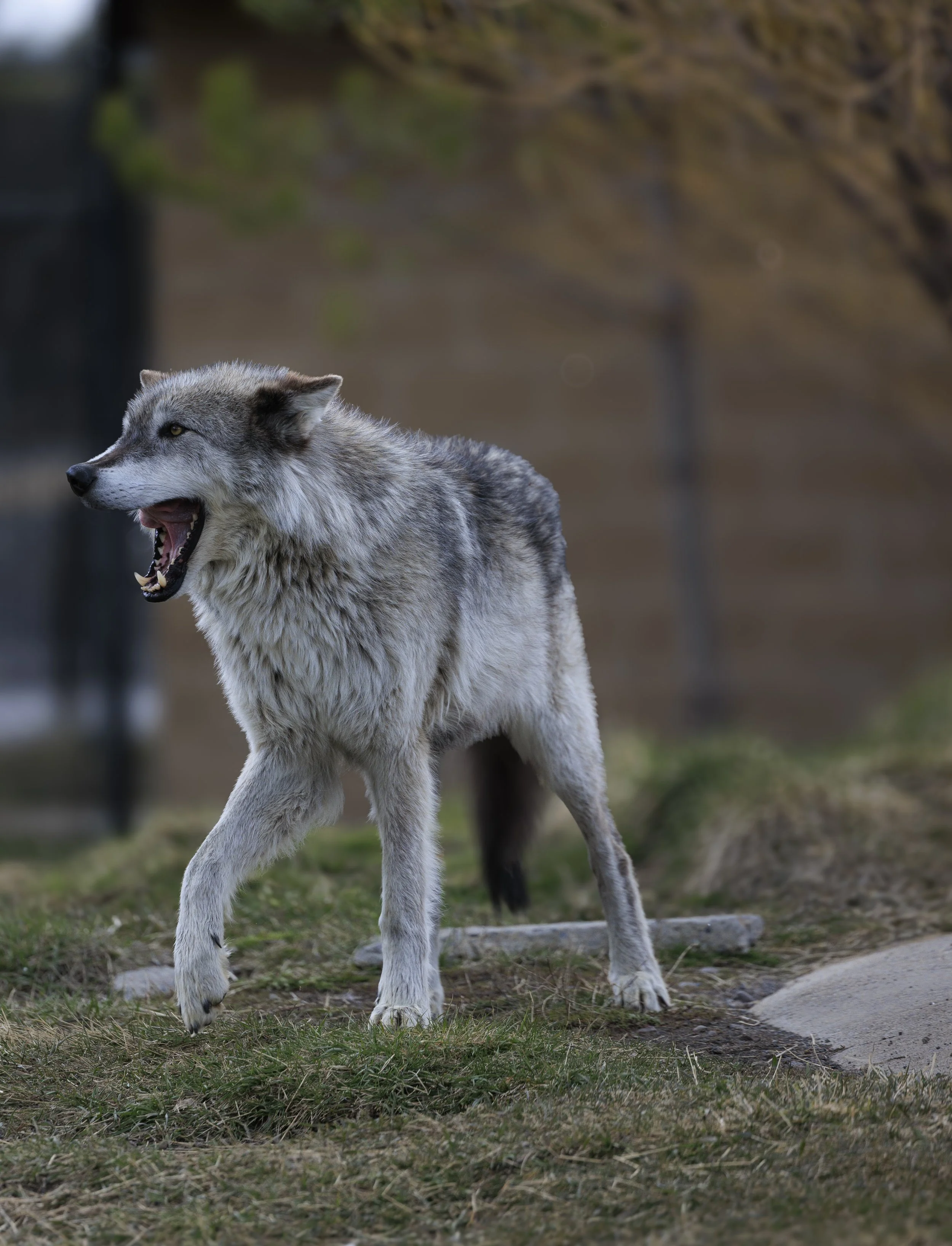 Wolf1.jpg