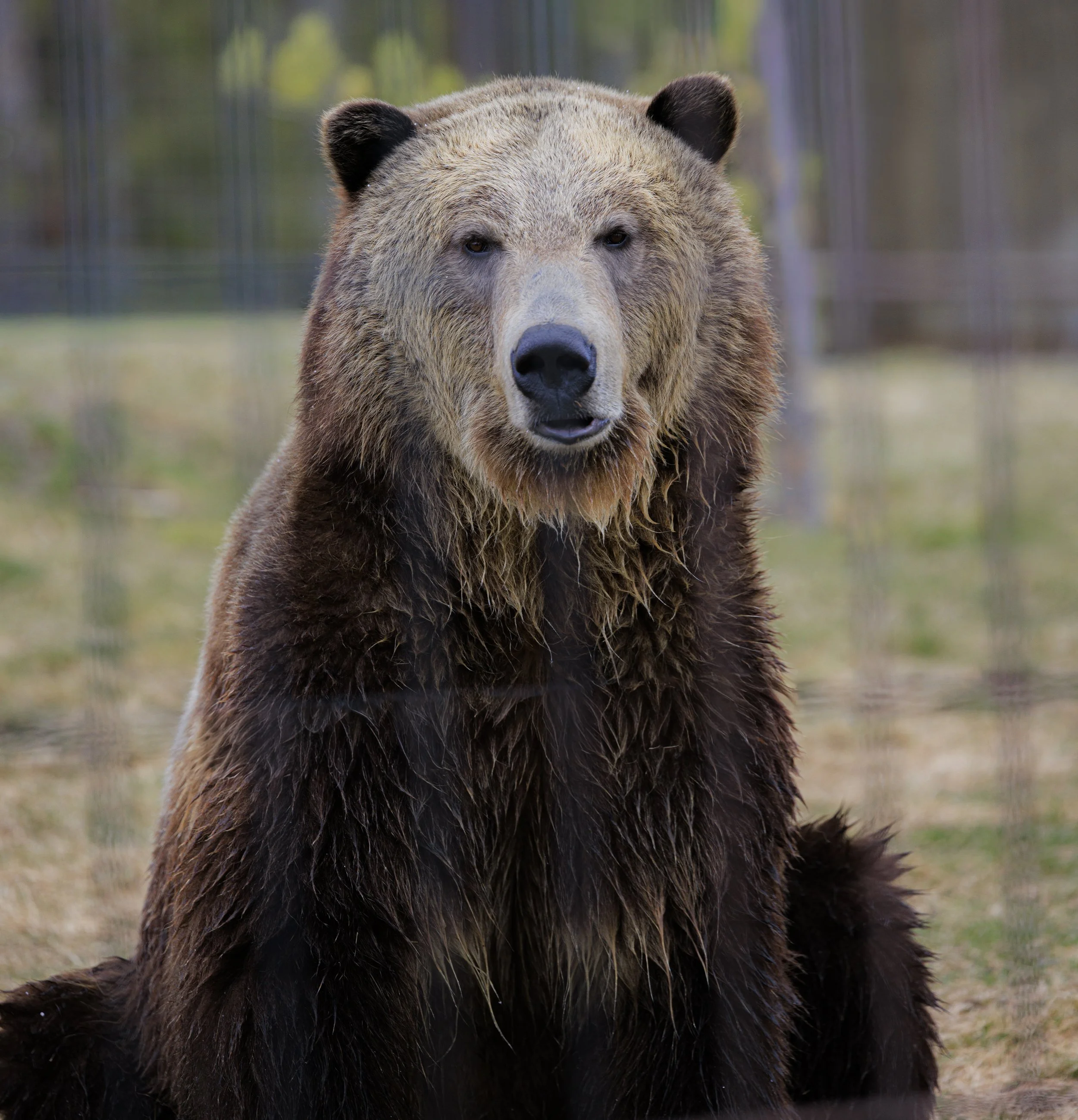Bear.jpg