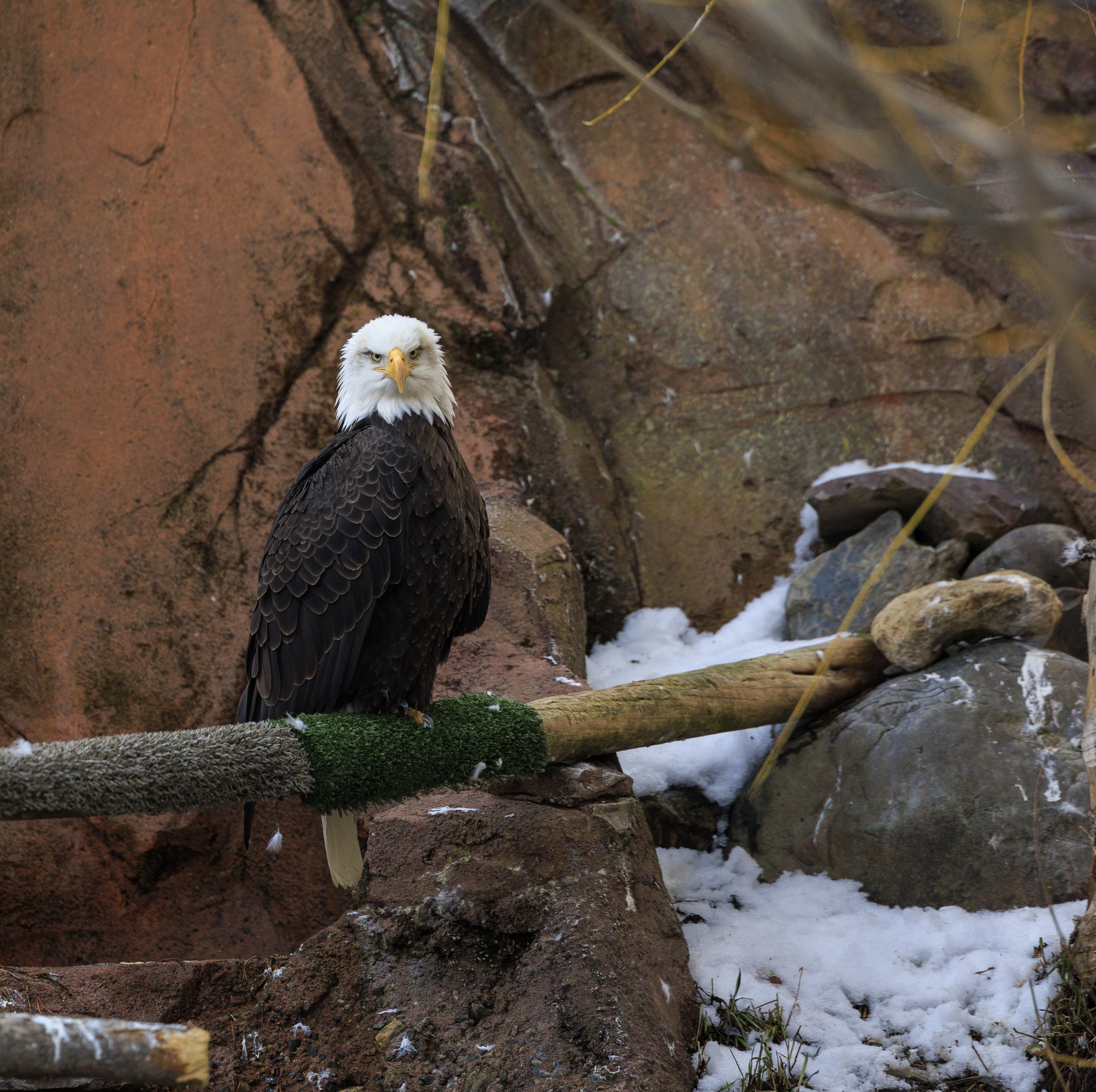 Bald Eagle.jpg