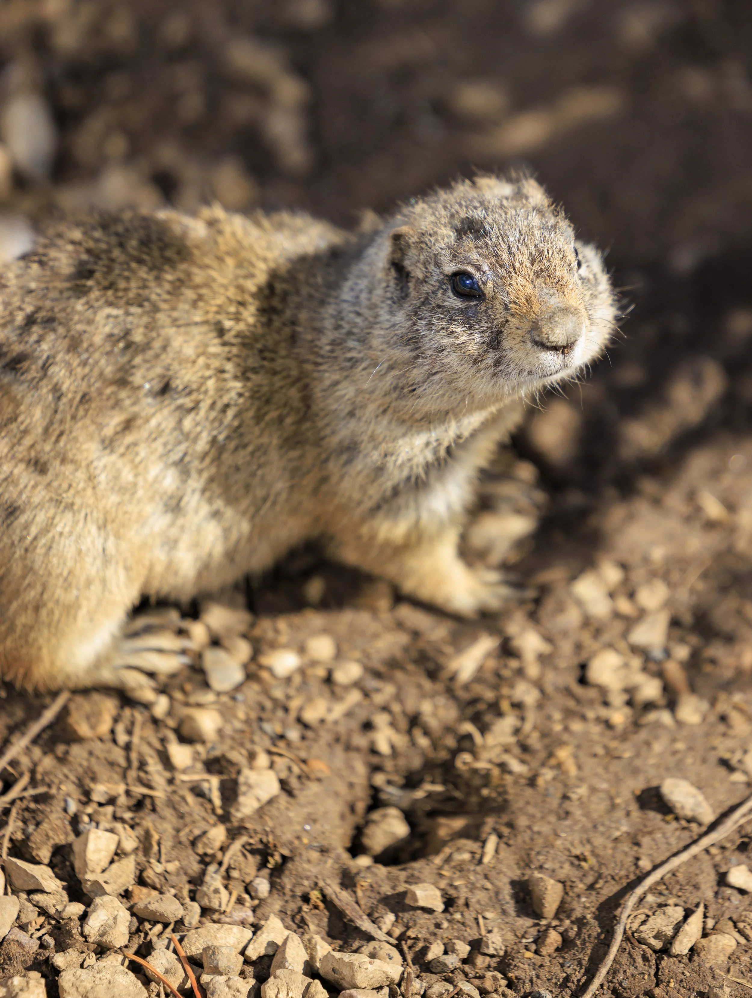 Gofer.jpg