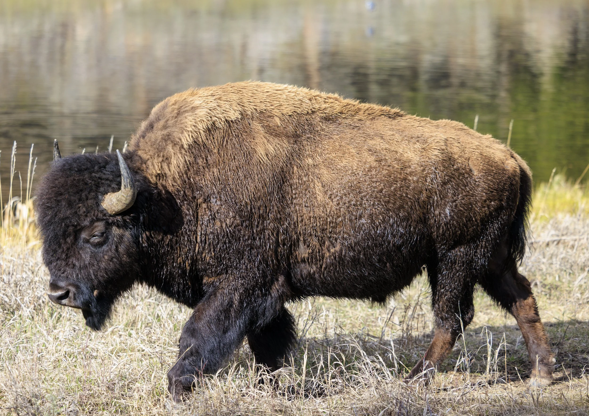 Bison.jpg