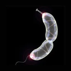 Model of a Caulobacter crescentus bacterium. Image by Flickr user AJ Cann .