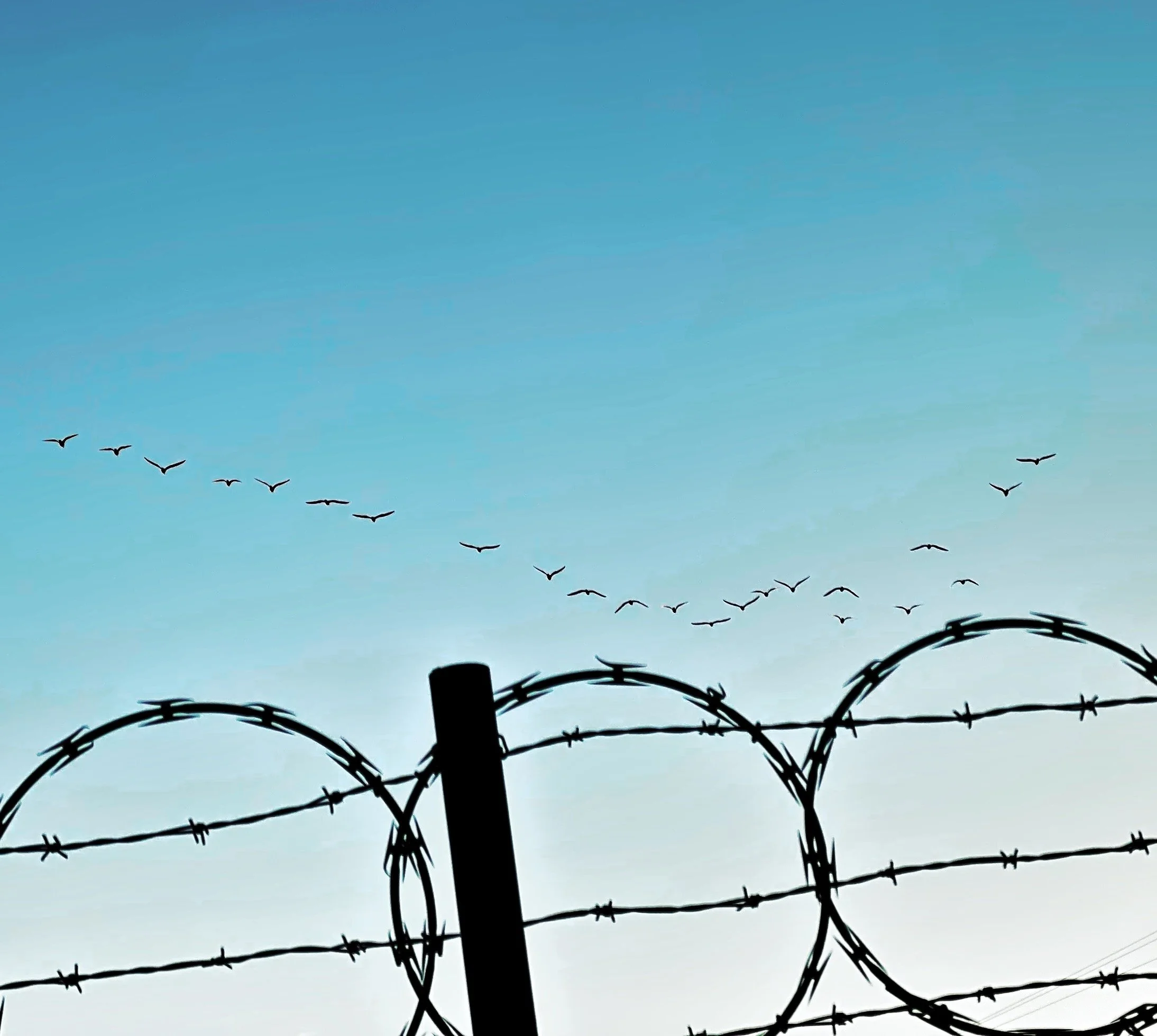 FEB 22 Birds wire.JPG