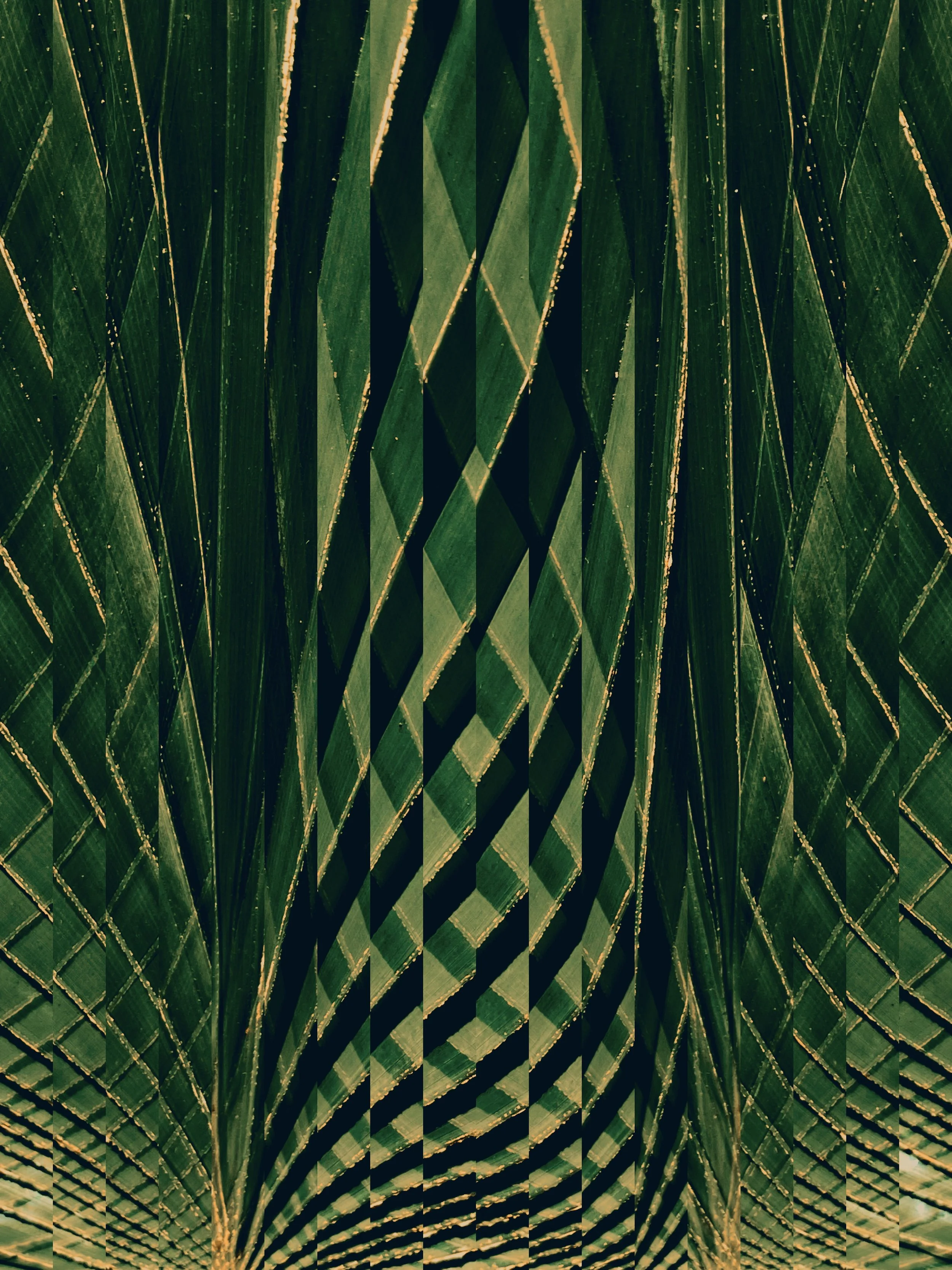 AUG 21 Palm leaves.JPG