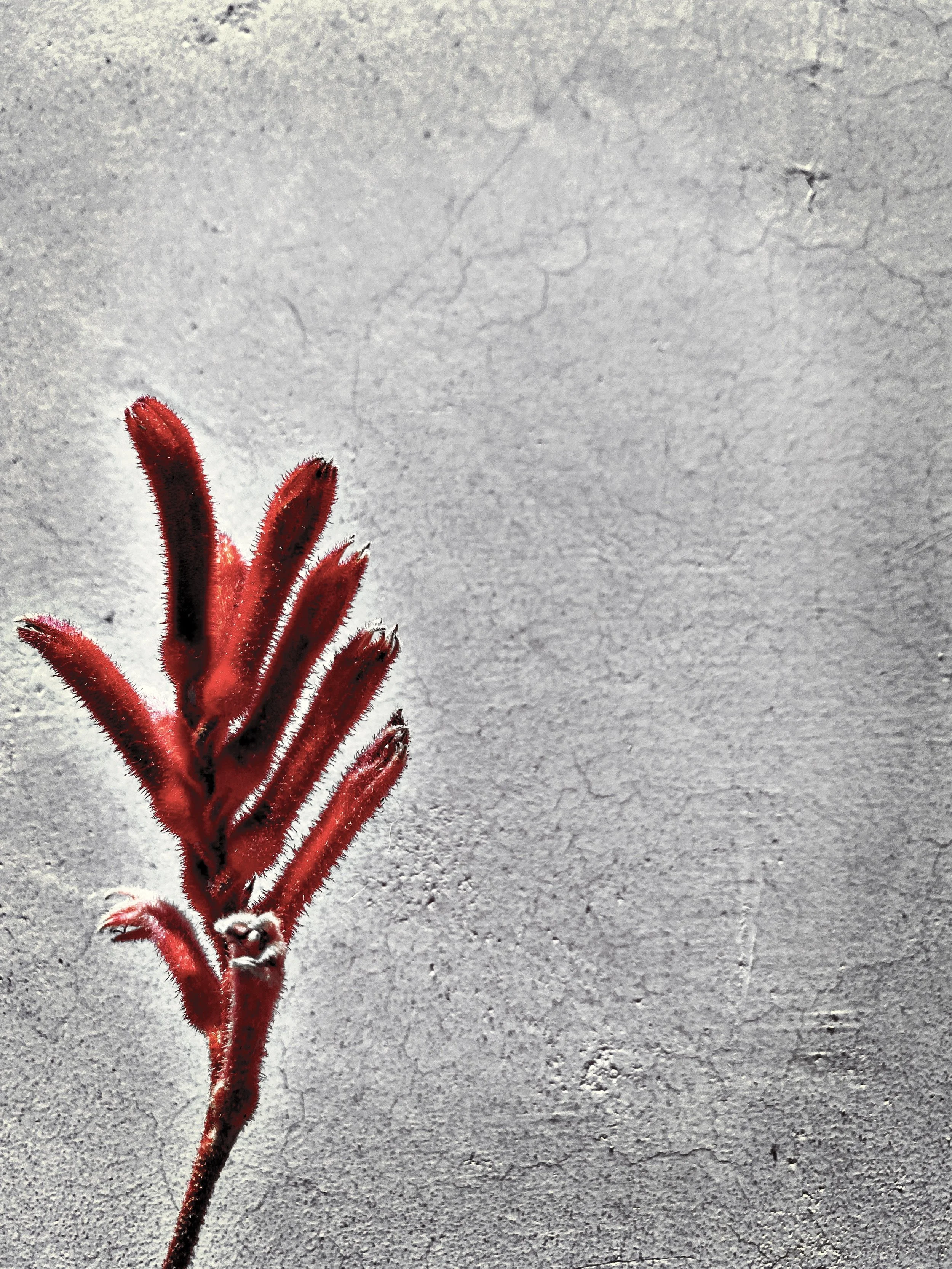 MAY 21 Red grey 3.JPG