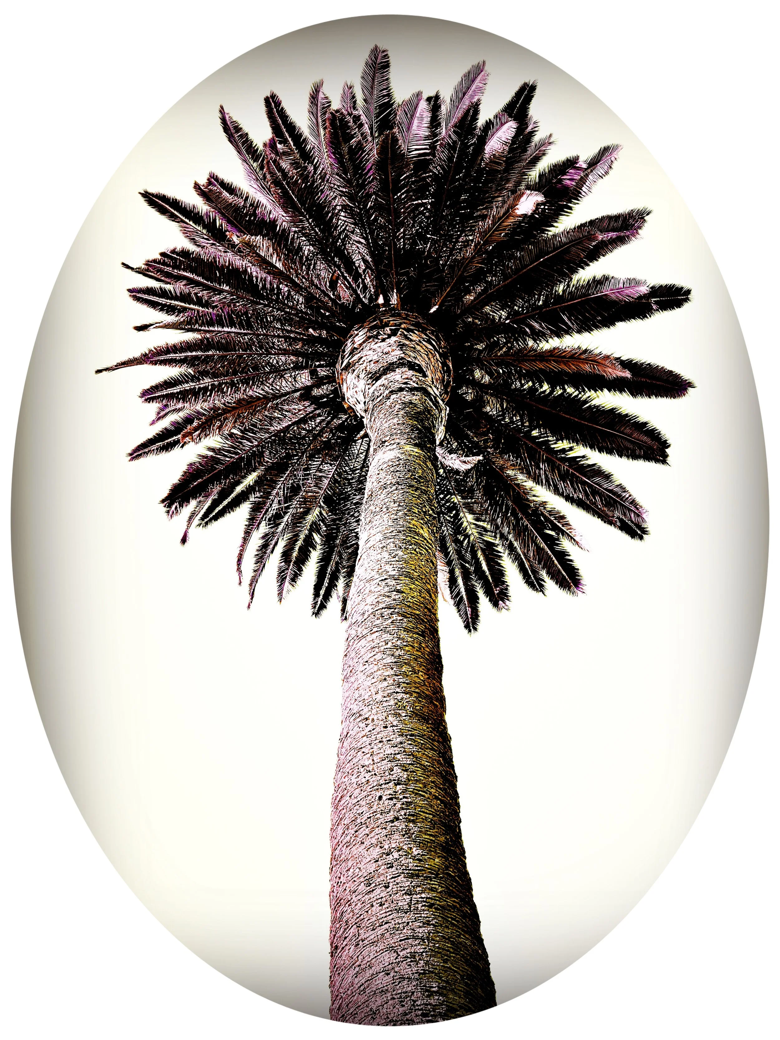 FEB 20 Palm.JPG