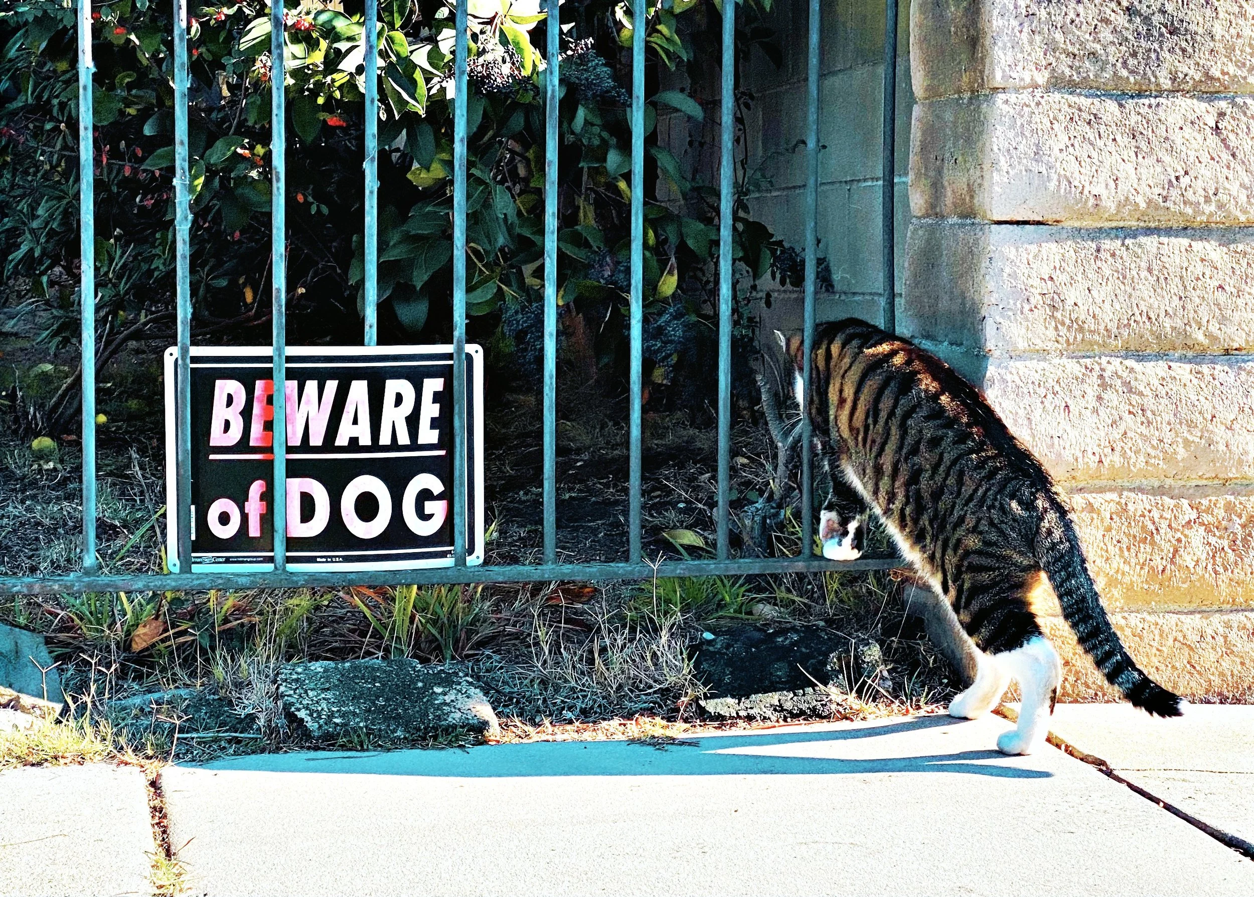 DEC 20 Year of living dangerously.JPG