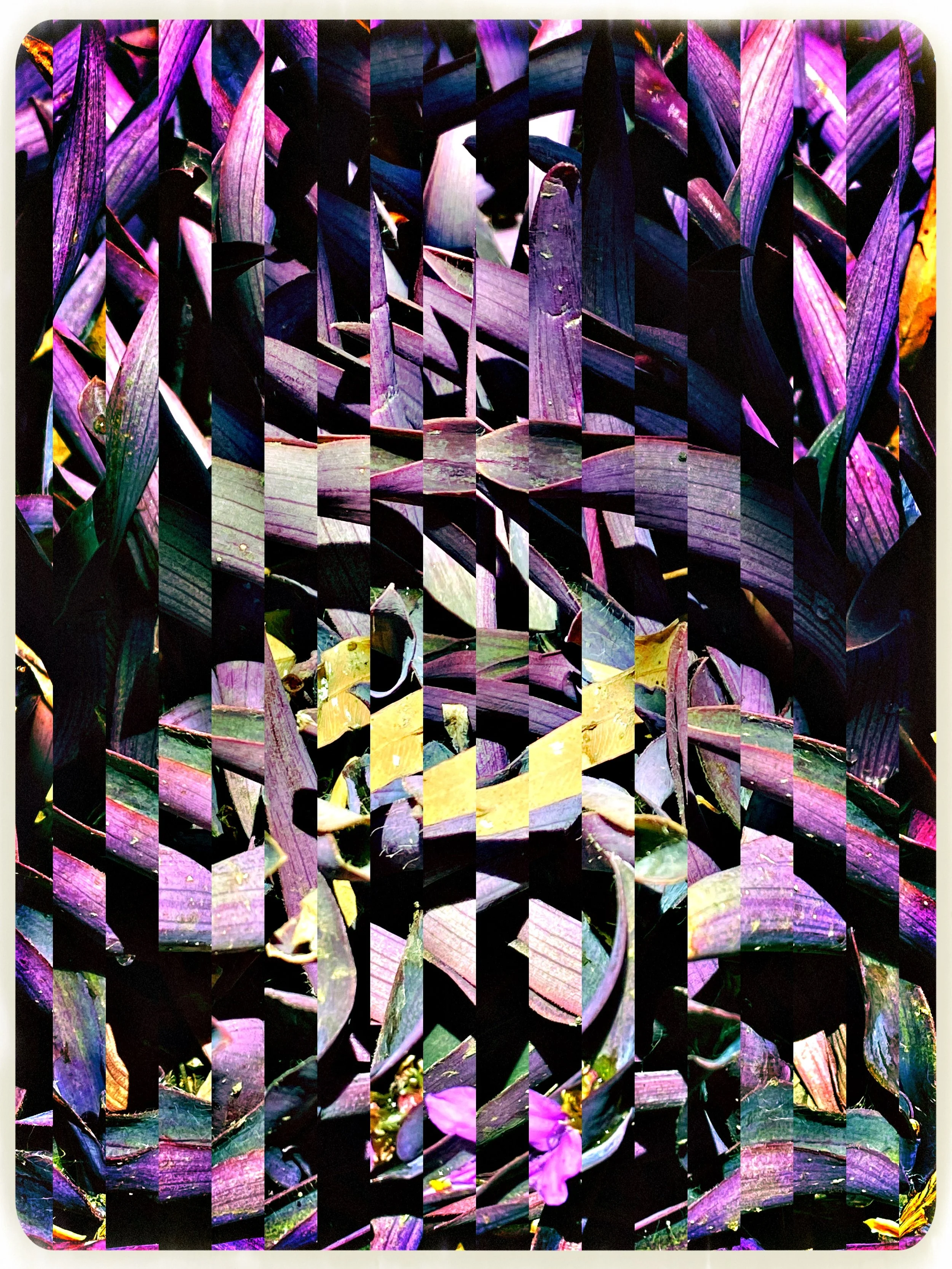 JUN 21 Plant abstraction 2.JPG