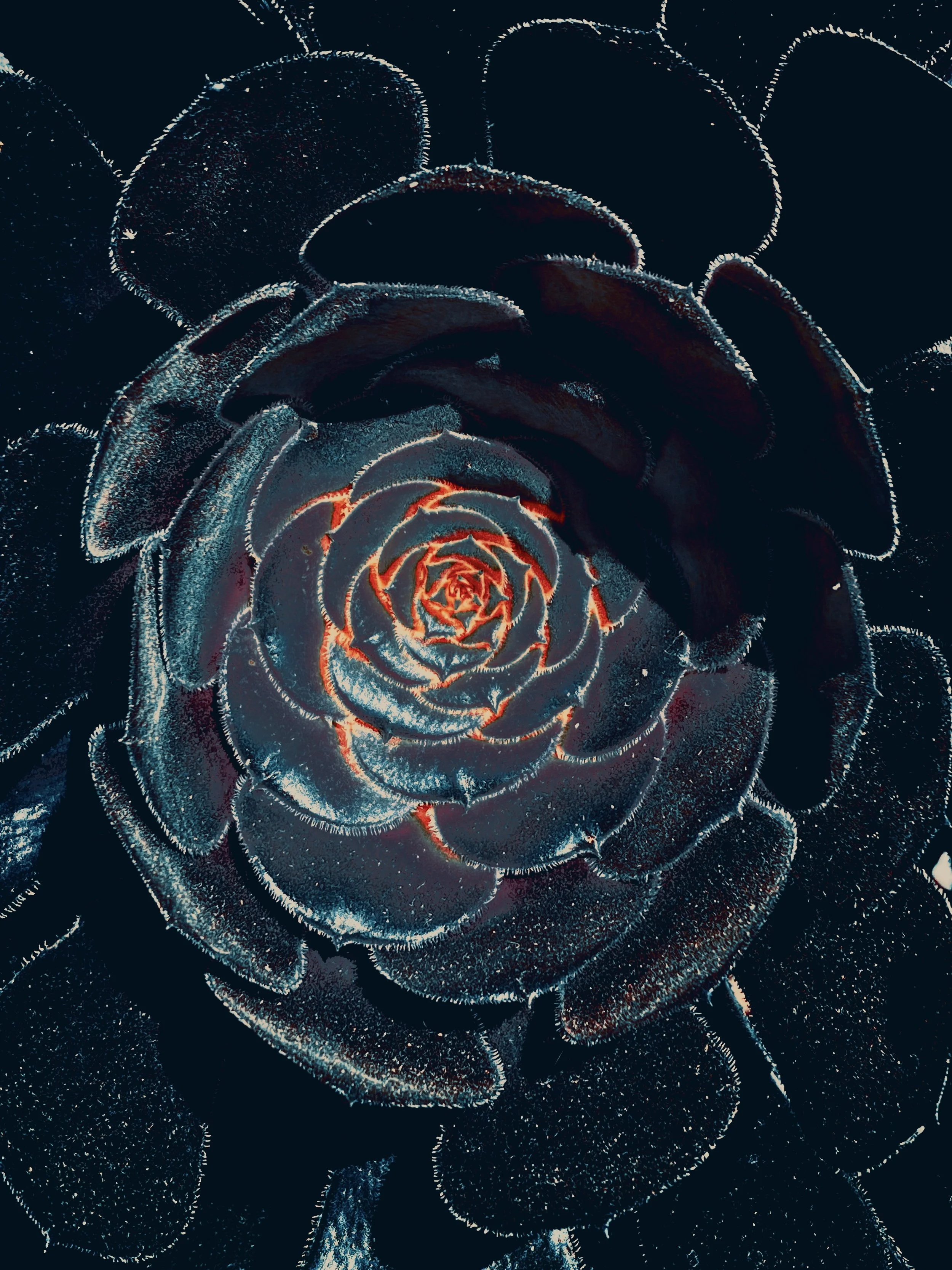 JUN 21 Glow leaves.JPG