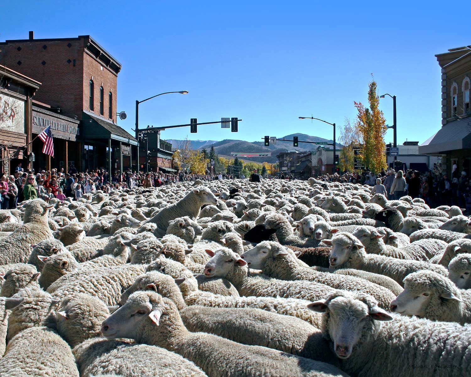 The Trailing of the Sheep Festival - Sun Valley Idaho