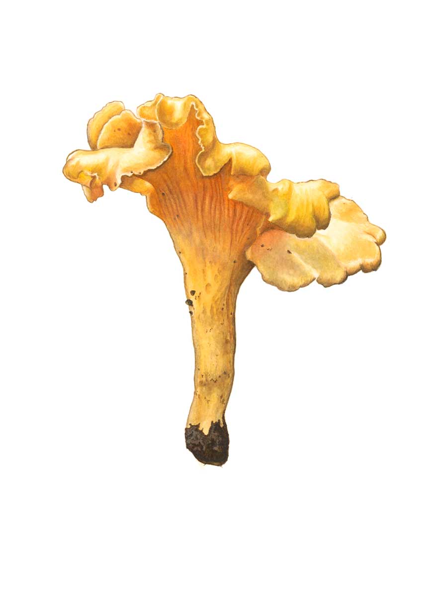 Wild Mushroom Prints - (C) Julie Hamilton 2016