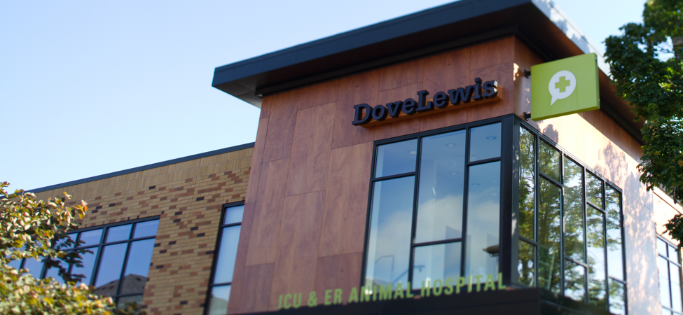 dove lewis.jpg
