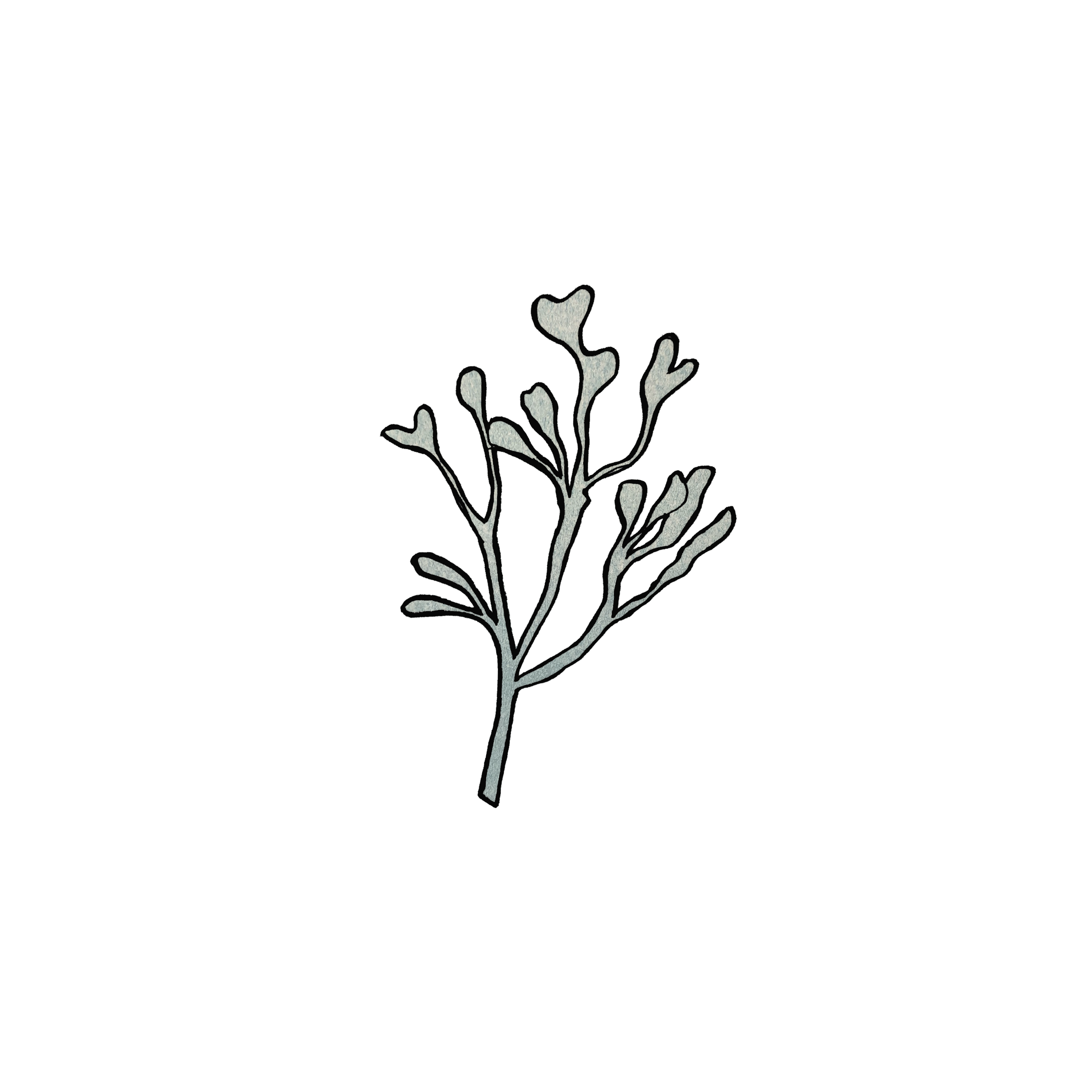 Sea Moss.png