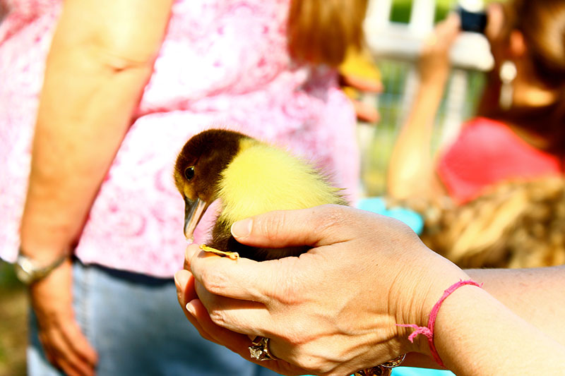 Holding Baby Duck