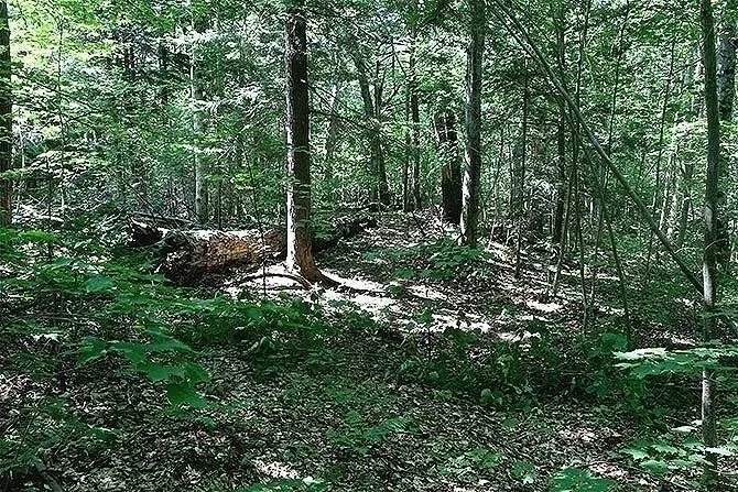 Haliburton Forest Project, Haliburton, Ontario, Canada. Installation conceived as homage to dead trees. Curator: Reinhard Reitzenstein.