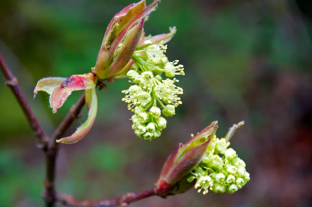 blossom1.jpg