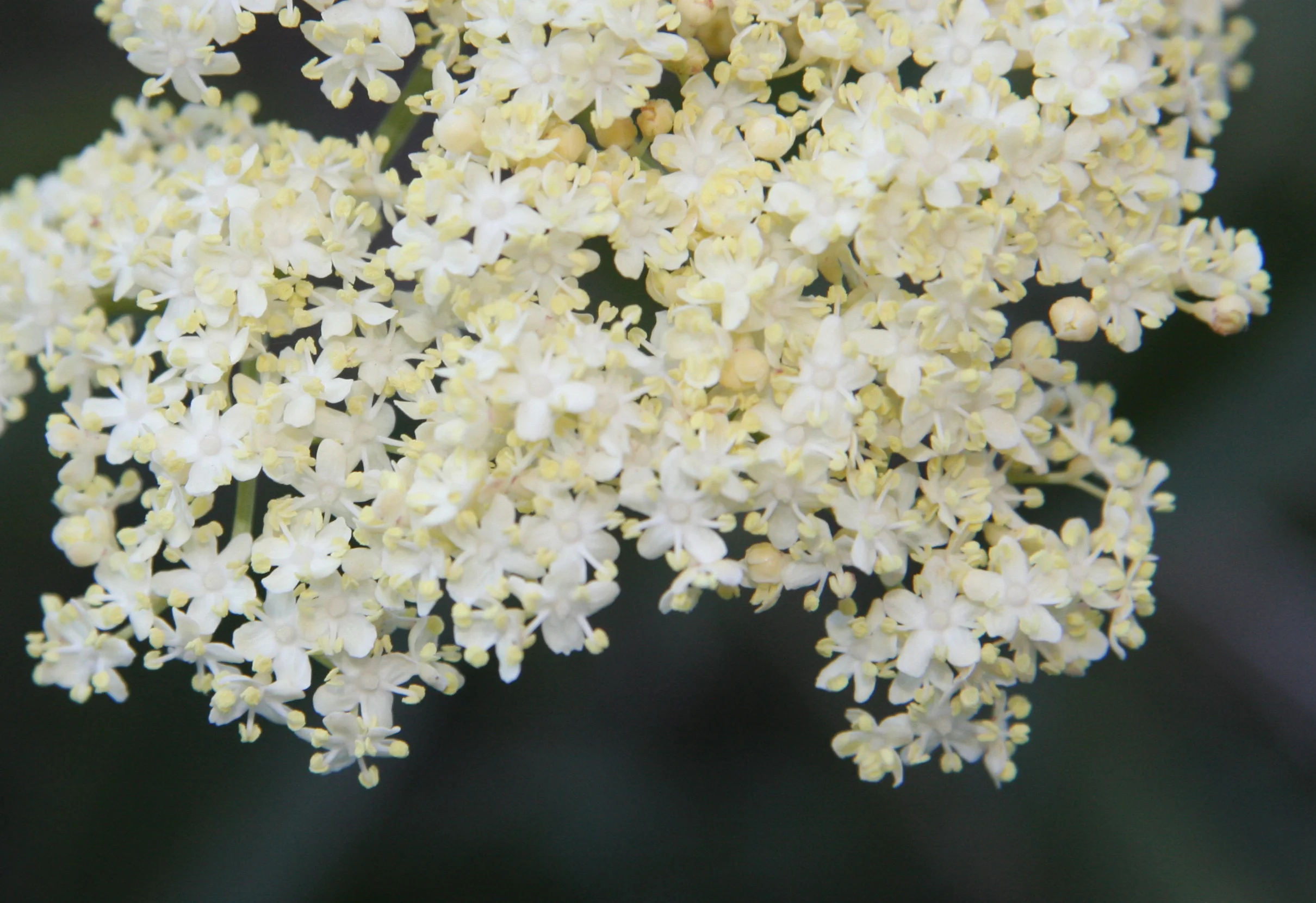 Blue_elderberry_Sambucus_mexicana_flowers.jpg