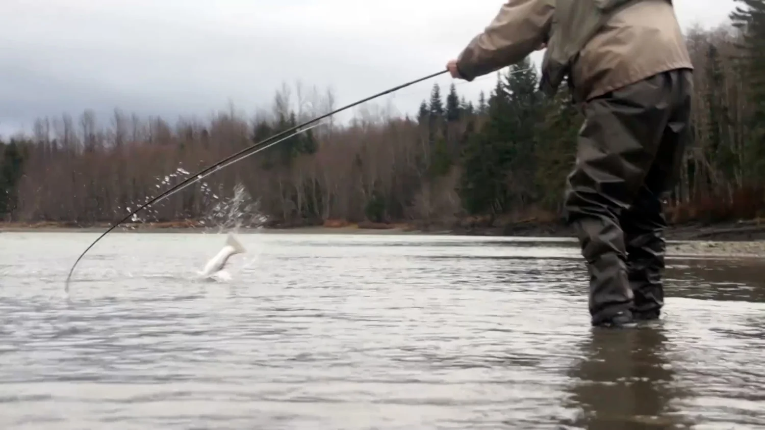 Sundays Sexy Fish Action-A Splash of Steel