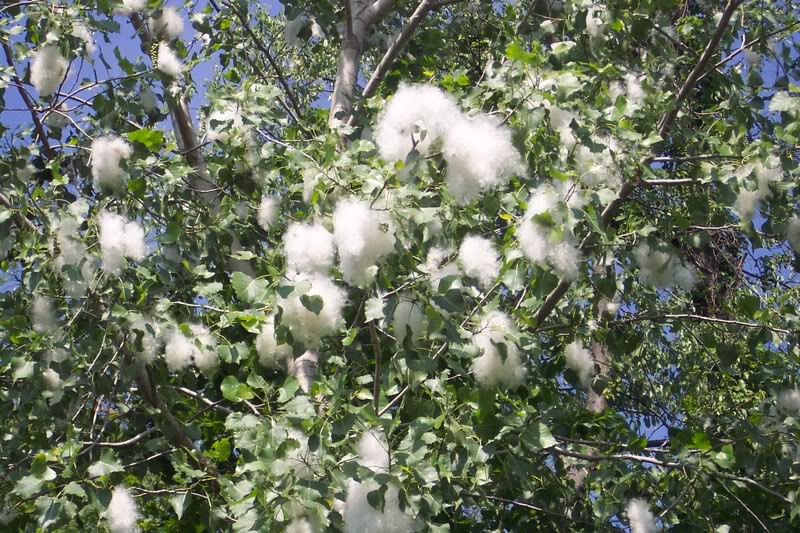 Populus trichocarpa