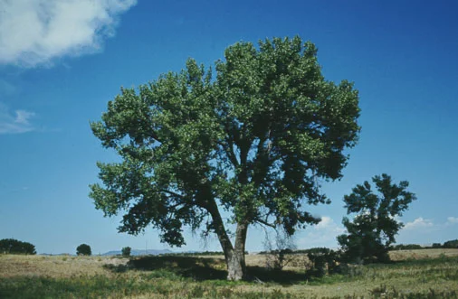 Populus trichocarpa