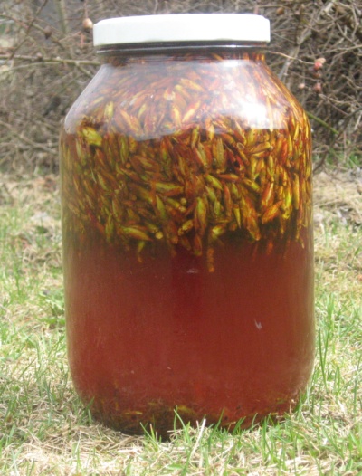 Balm of Gilead