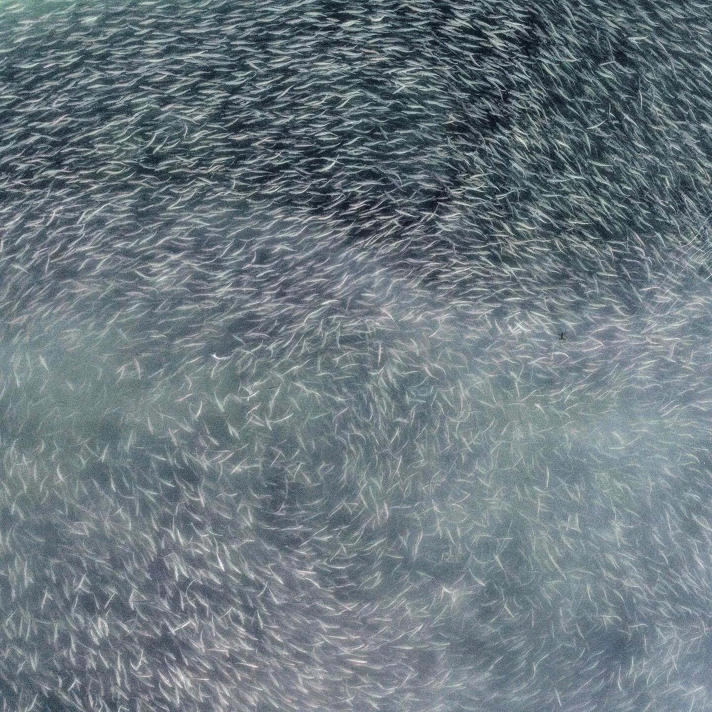 Herring Spawn 2021! So good to see these little silver jewels spawning on our coastline. Herring are at the very bottom of the food chain pyramid that holds up our coastal ecosystems which means - the more herring we allow to thrive the more everythi