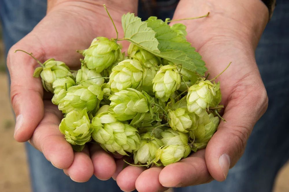 hops-hand.jpg