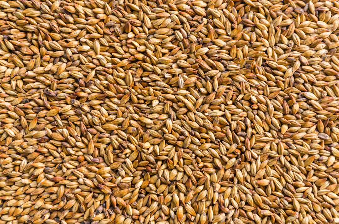 malt-1.jpg