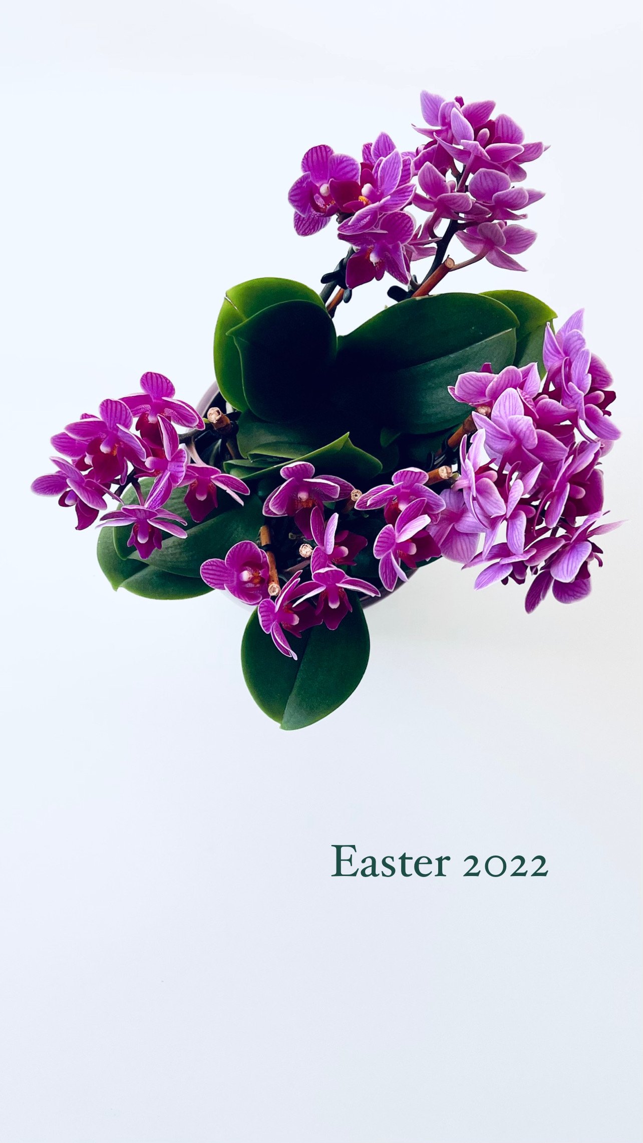 Easter22_20220417_A.JPG