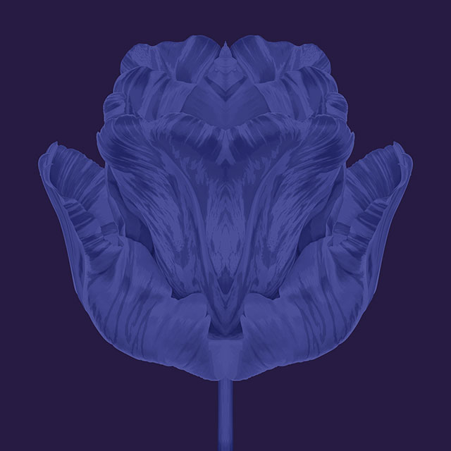 blueseries-tulipe-OK-80x80.jpg