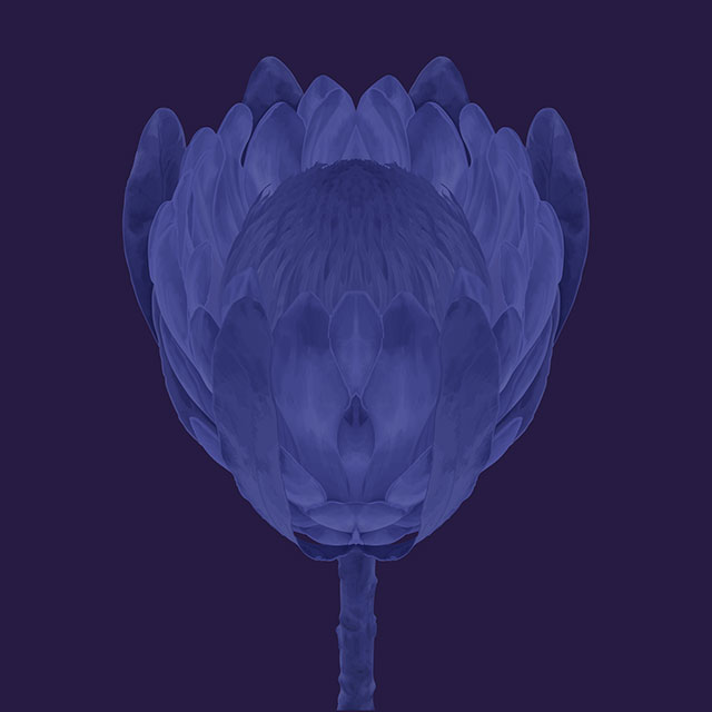 blueseries-flower-OK-80X80.jpg