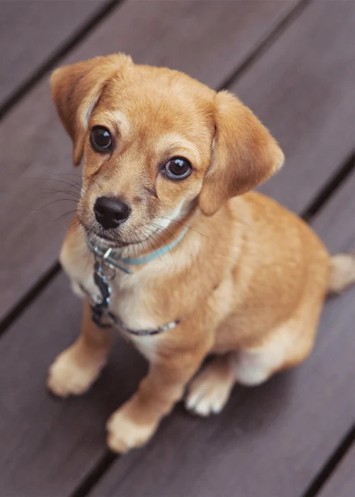 12-week old Graham