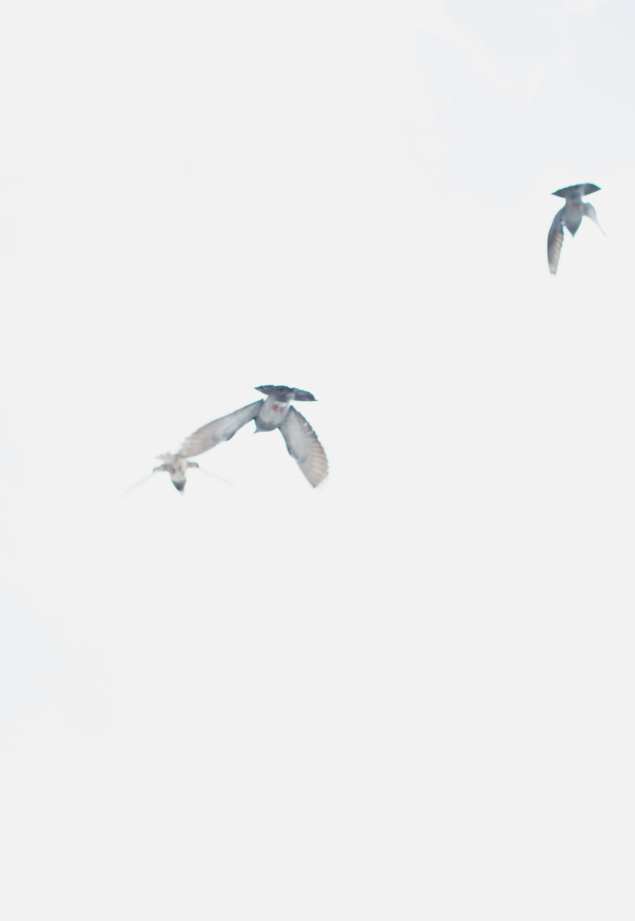 I shot these birds outside the NYC courthouse in January, while shooting a beautiful couple's wedding.