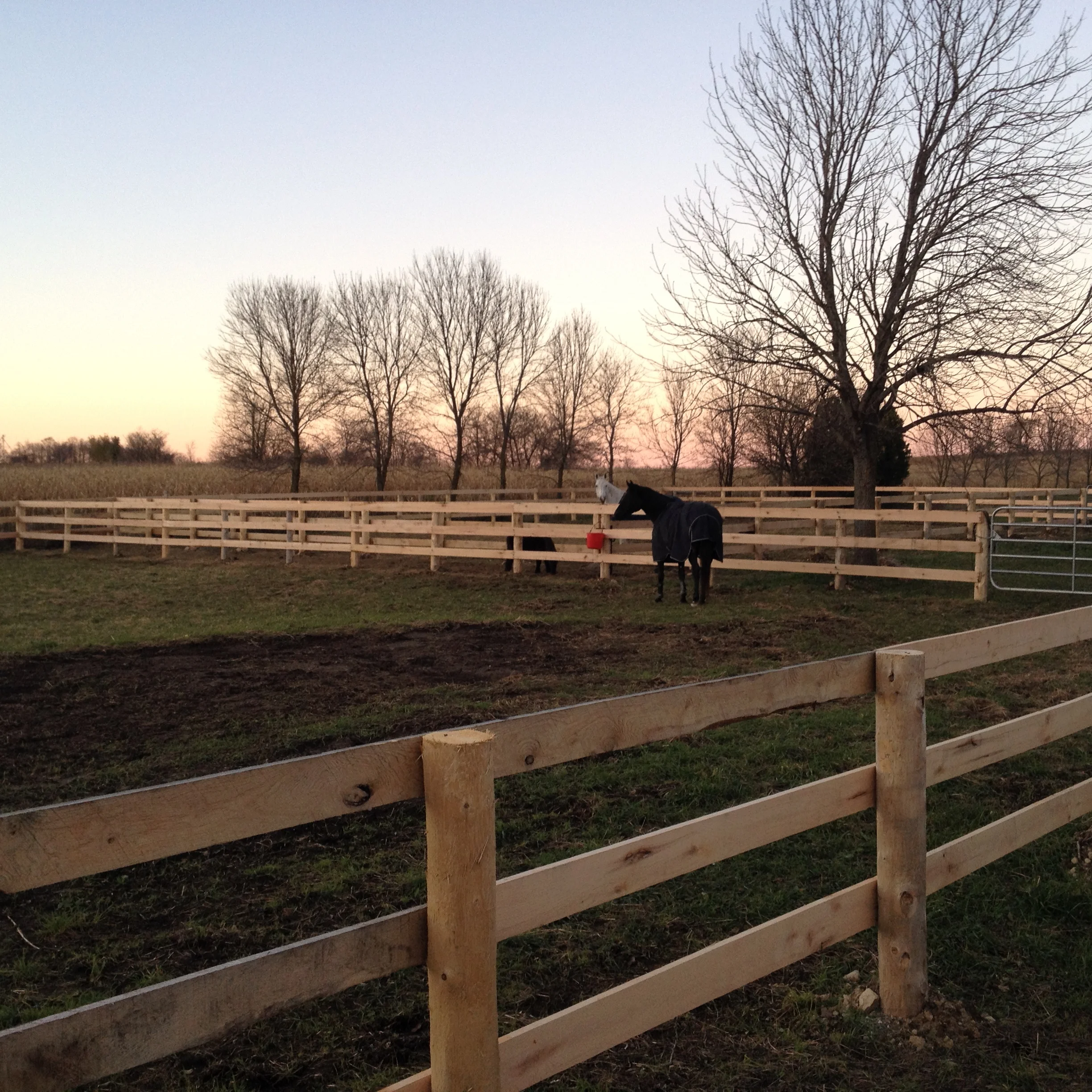 Paddocks.jpg