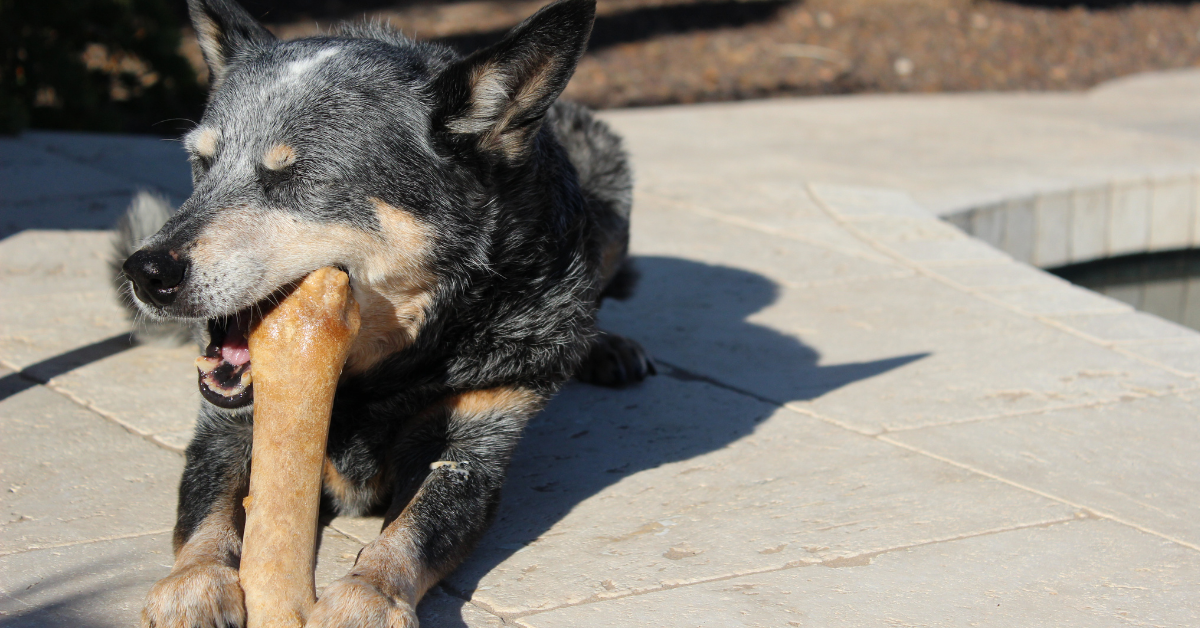 Beefhide Vs Rawhide Are They the Same for Your Pet? — Used Vet Equipment