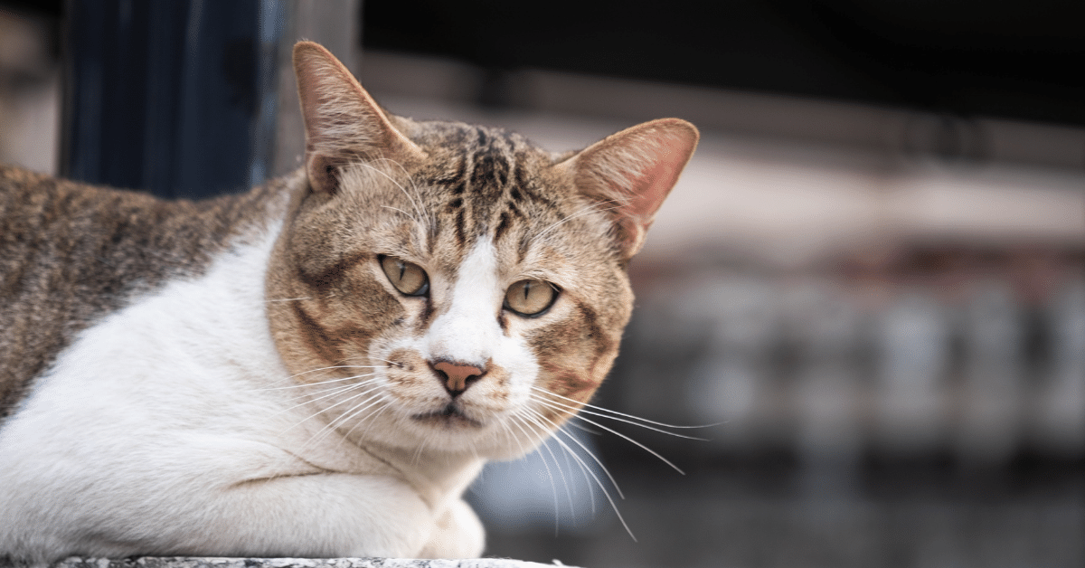 CAT 5.png