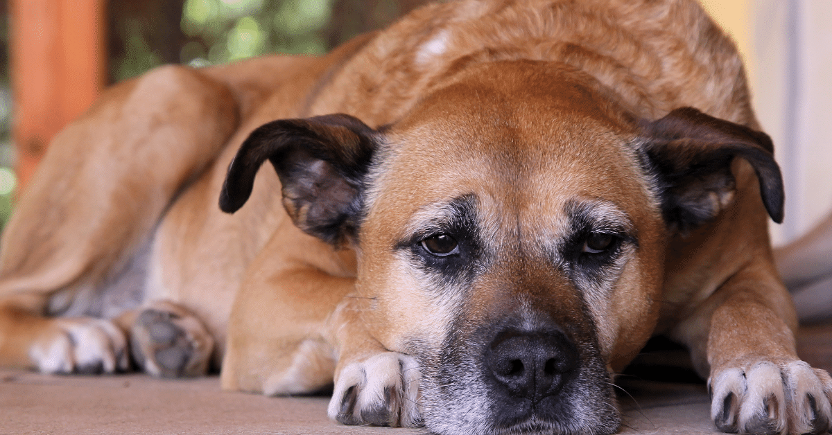 Kids tylenol for dogs sales