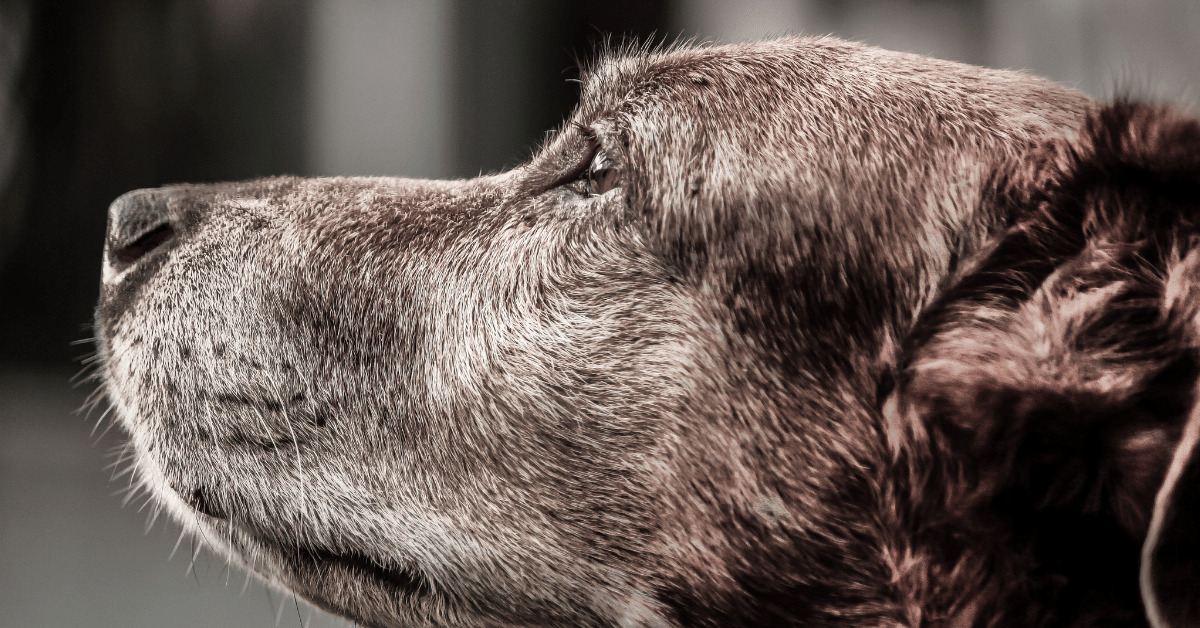 Dog Ibuprofen Dosage Chart Here’s How Much to Give Your Dog — Used Vet